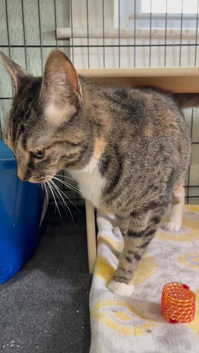 Enlarge Letti, a ADOPTABLE Domestic Short Hair in Moline, IL video 2/6