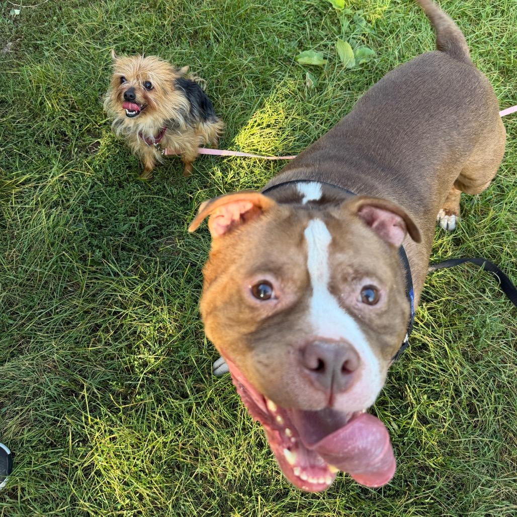 Diesel - bonded to Tiny, Adoptable, Adult Male Mixed Breed.