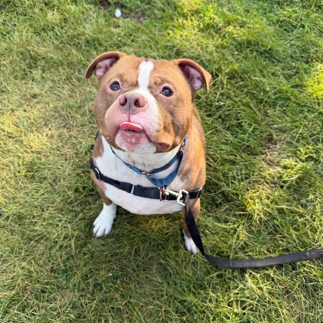 Enlarge Diesel - bonded to Tiny, a Adoptable Mixed Breed in Oshkosh, WI image 2/5