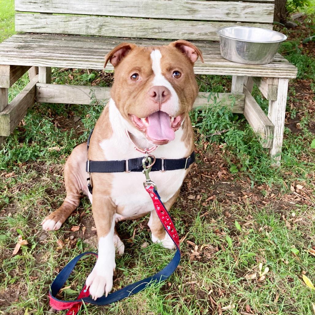 Enlarge Diesel - bonded to Tiny, a Adoptable Mixed Breed in Oshkosh, WI image 4/5