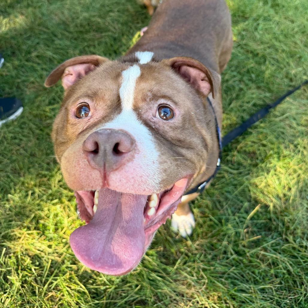 Enlarge Diesel - bonded to Tiny, a Adoptable Mixed Breed in Oshkosh, WI image 5/5