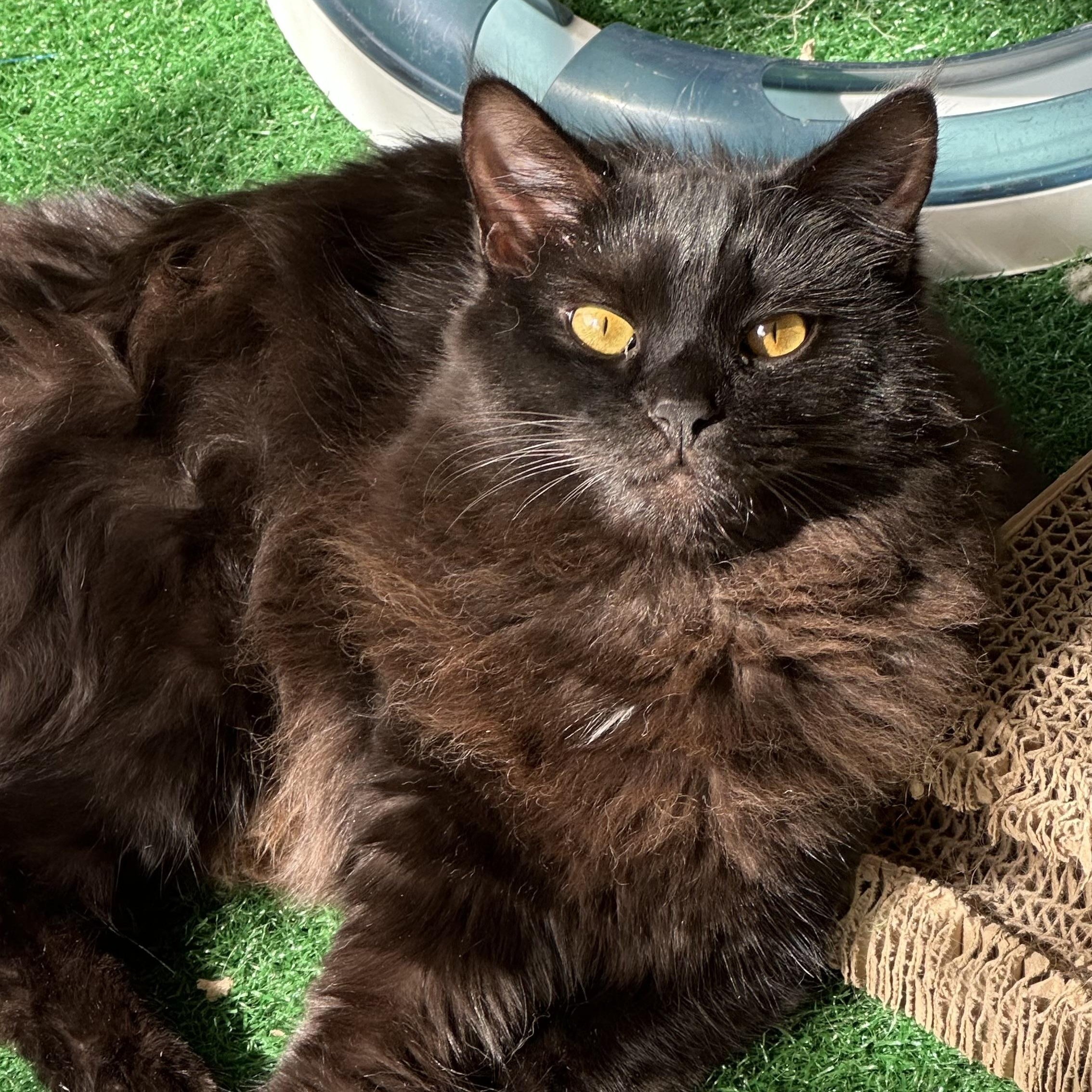 Coco Chanel, a Adoptable Domestic Medium Hair in Sacramento, CA image 1/6