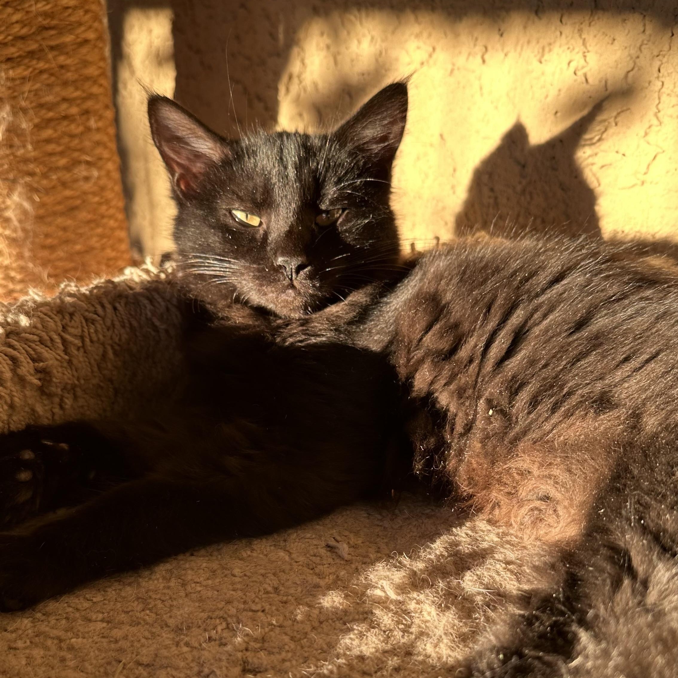 Coco Chanel, a Adoptable Domestic Medium Hair in Sacramento, CA image 5/6