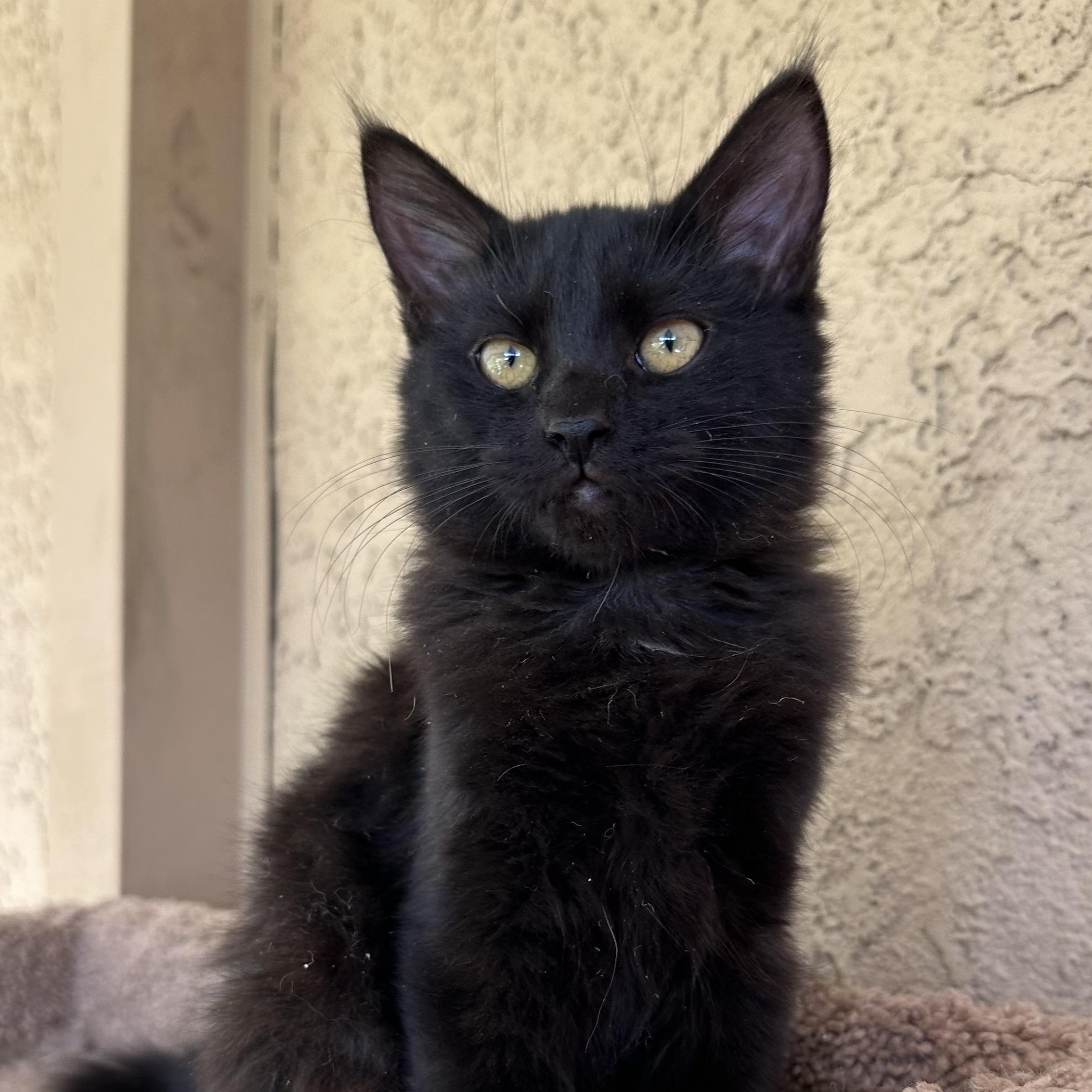 Coco Chanel, a Adoptable Domestic Medium Hair in Sacramento, CA image 6/6