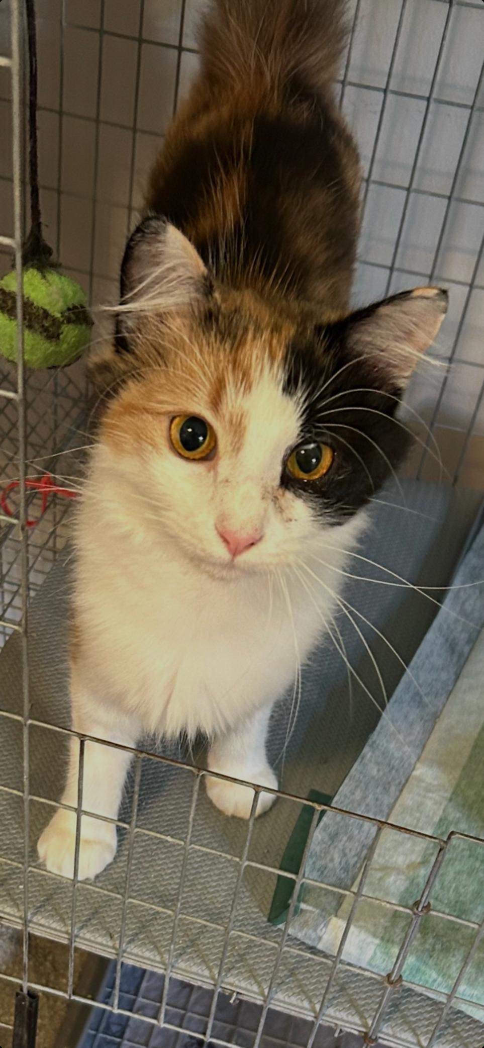 Enlarge Callie Kitten - Delicate Beauty! SWEET! Young, a Adoptable mixed breed in Atlanta, GA image 1/3