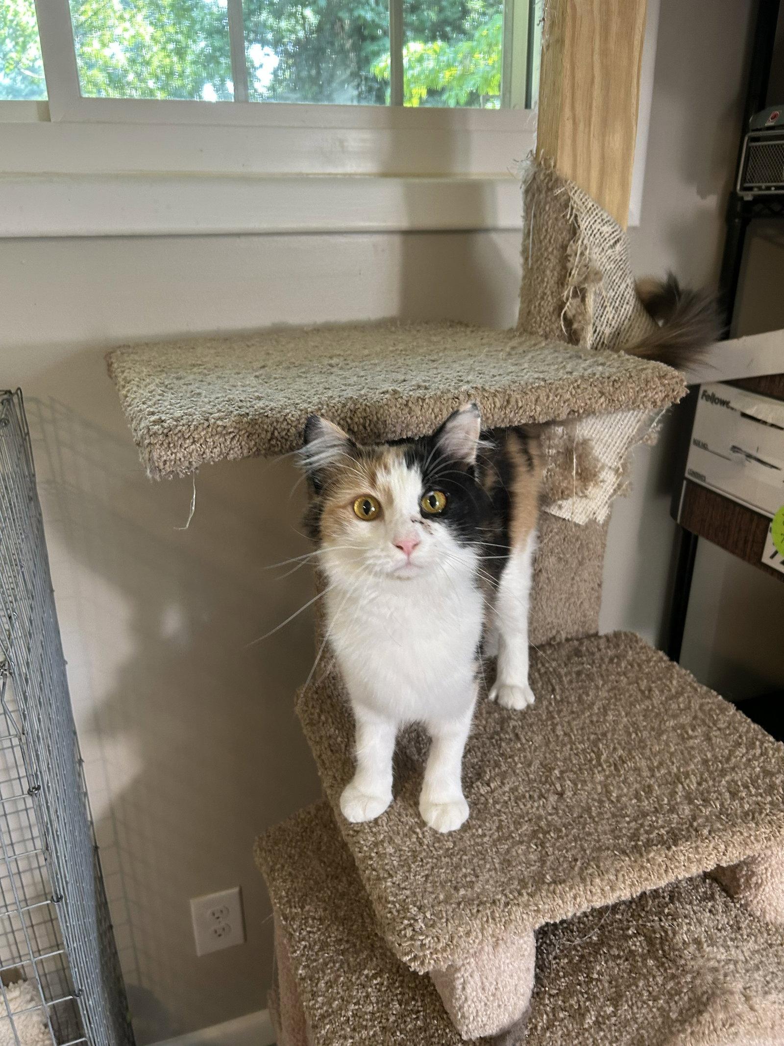 Enlarge Callie Kitten - Delicate Beauty! SWEET! Young, a Adoptable mixed breed in Atlanta, GA image 2/3