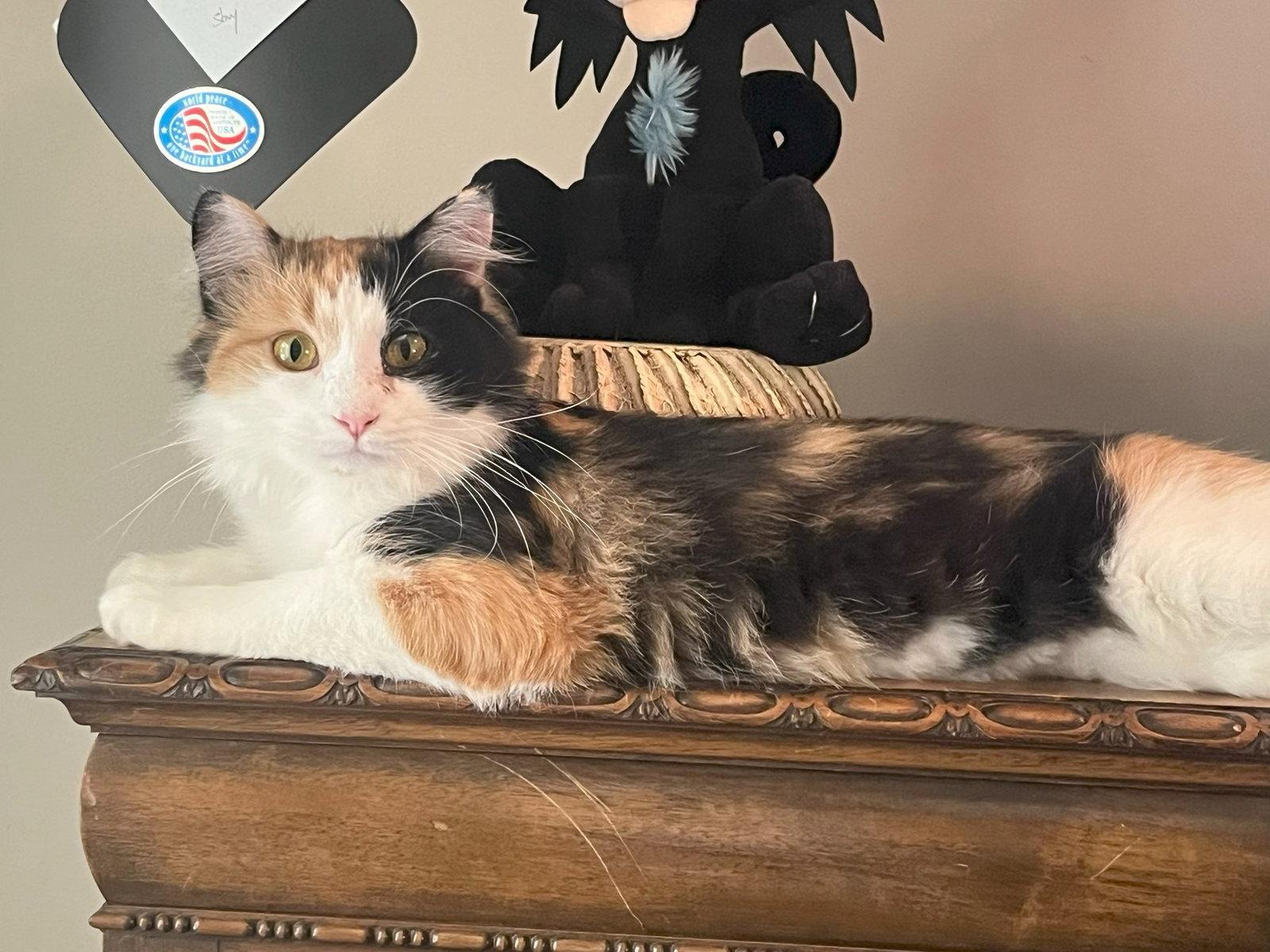 Enlarge Callie Kitten - Delicate Beauty! SWEET! Young, a Adoptable mixed breed in Atlanta, GA image 3/3