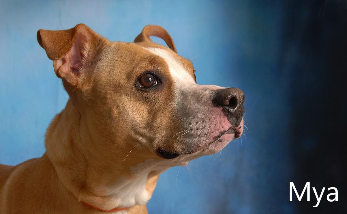 Mya, a Adoptable mixed breed in Mount Vernon, OH image 1/2