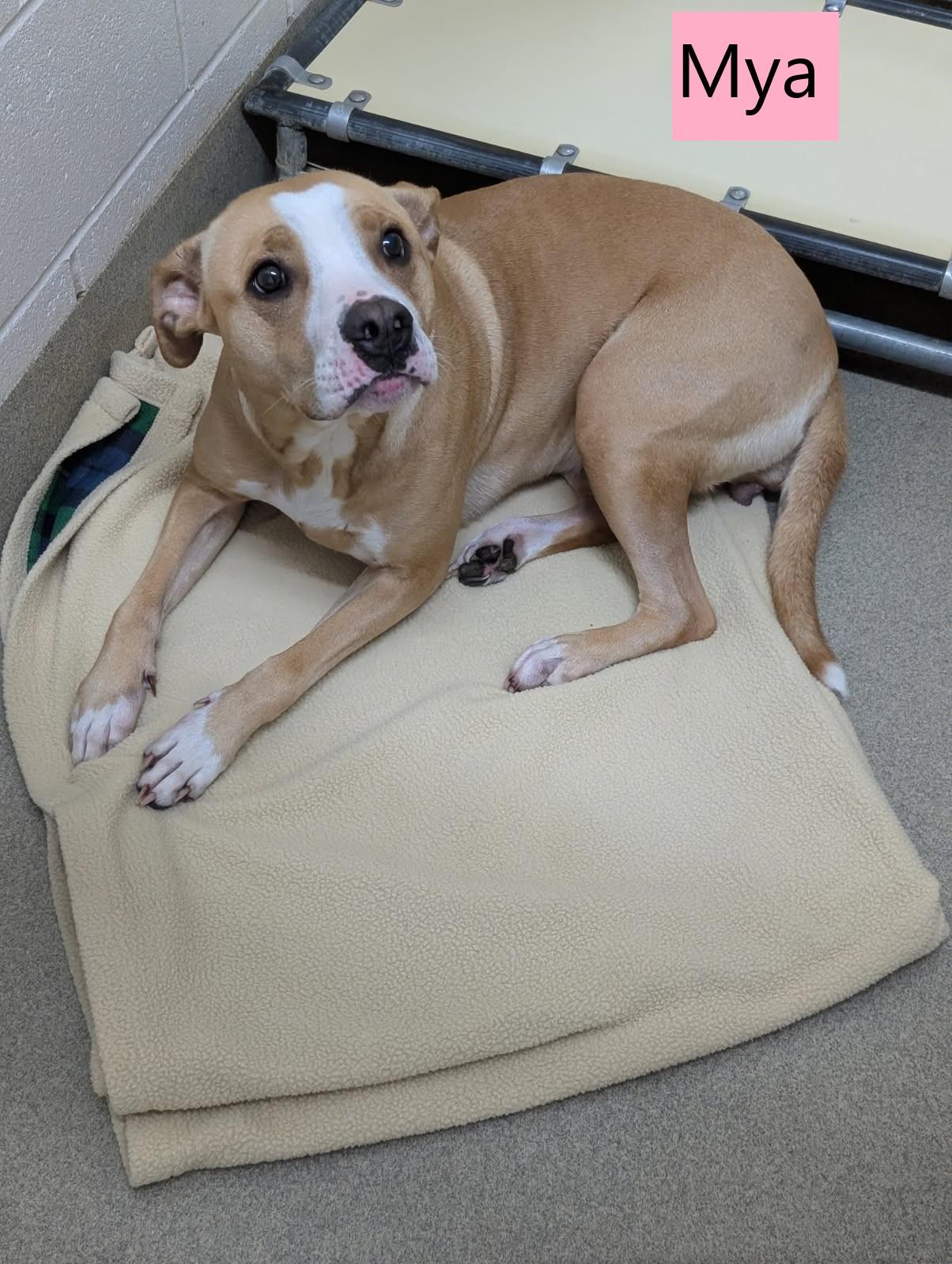 Mya, a Adoptable mixed breed in Mount Vernon, OH image 2/2