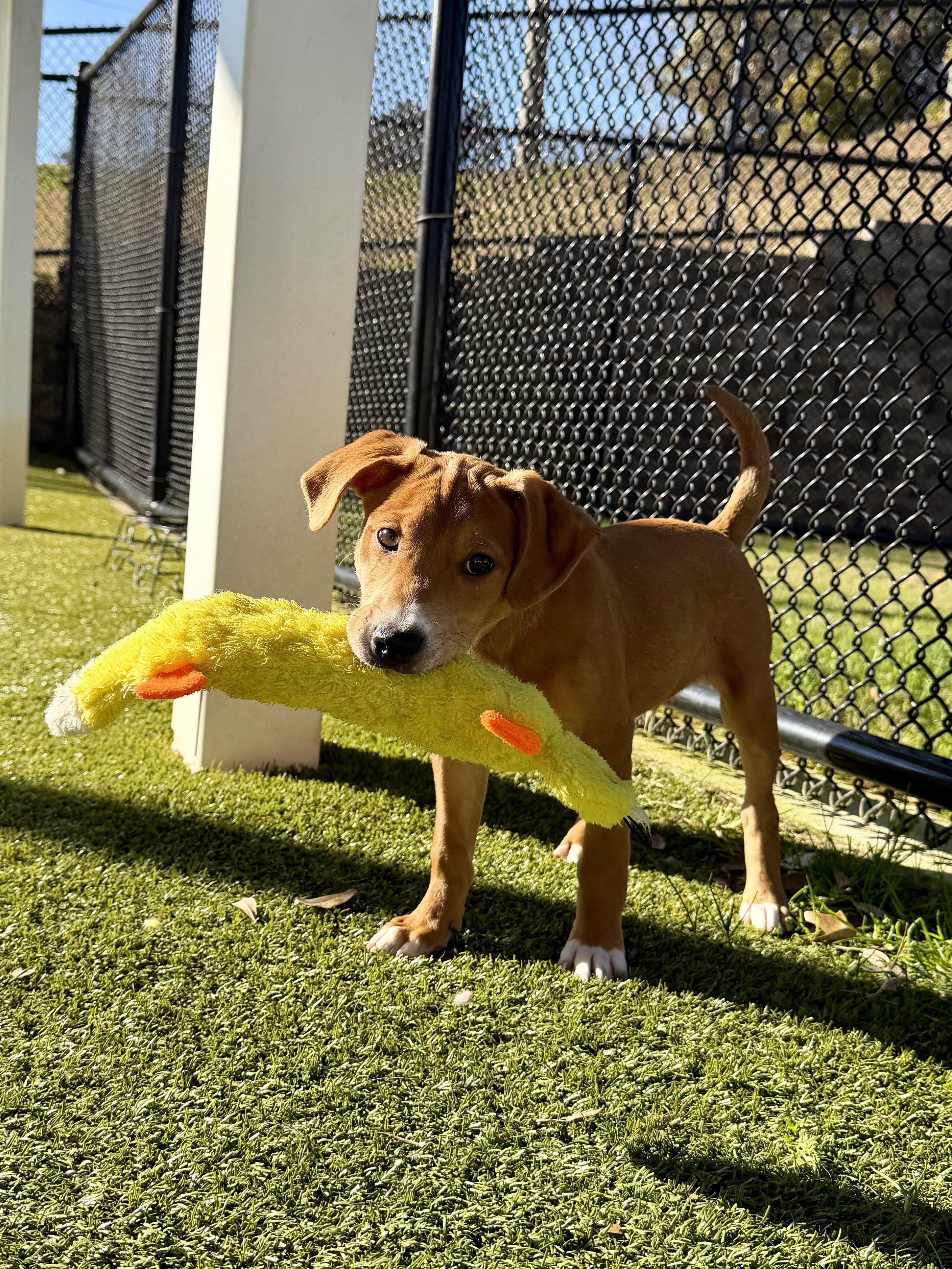 Enlarge Larry, a ADOPTABLE mixed breed in Daphne, AL image 2/4