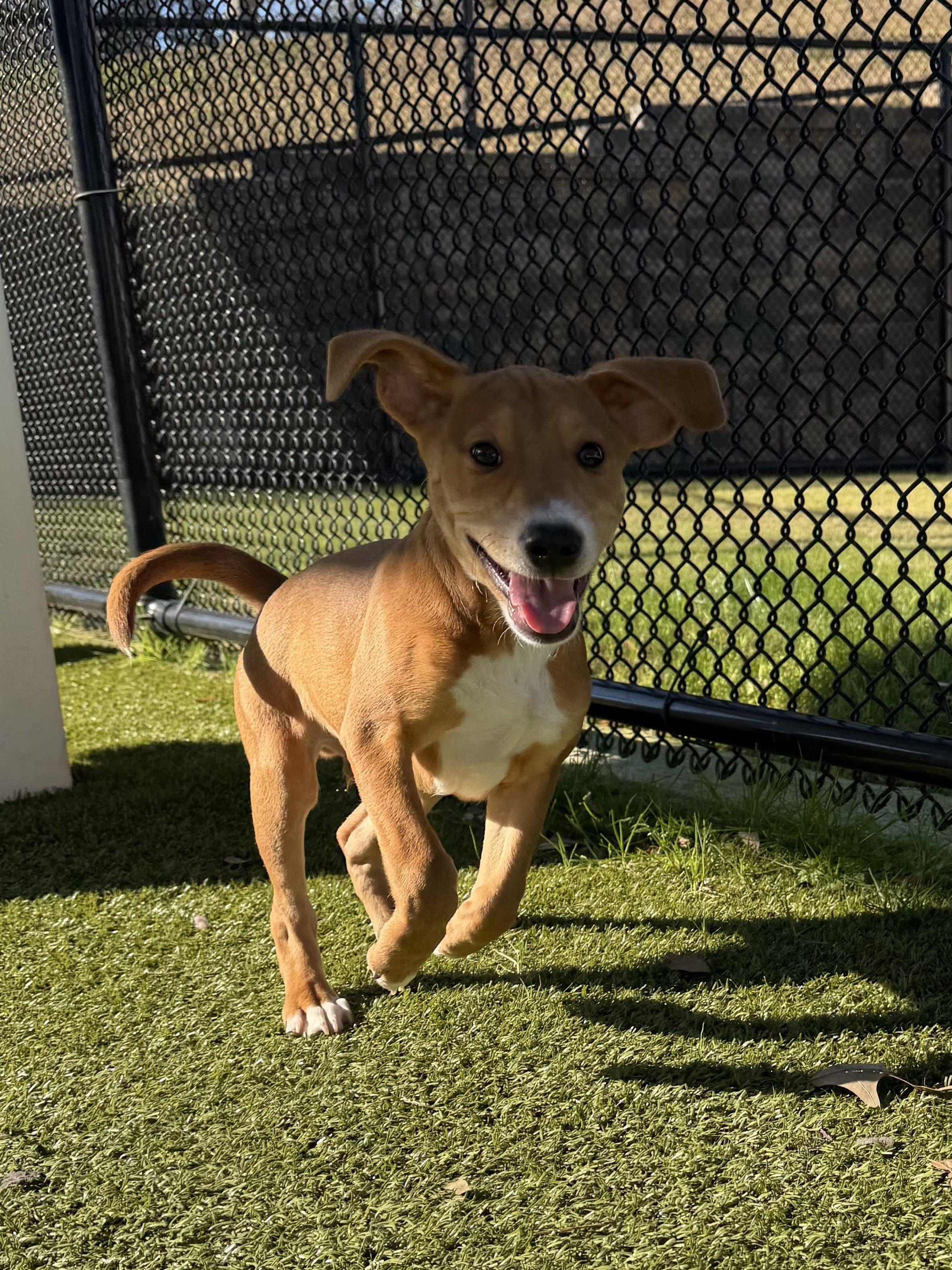 Enlarge Larry, a ADOPTABLE mixed breed in Daphne, AL image 3/4