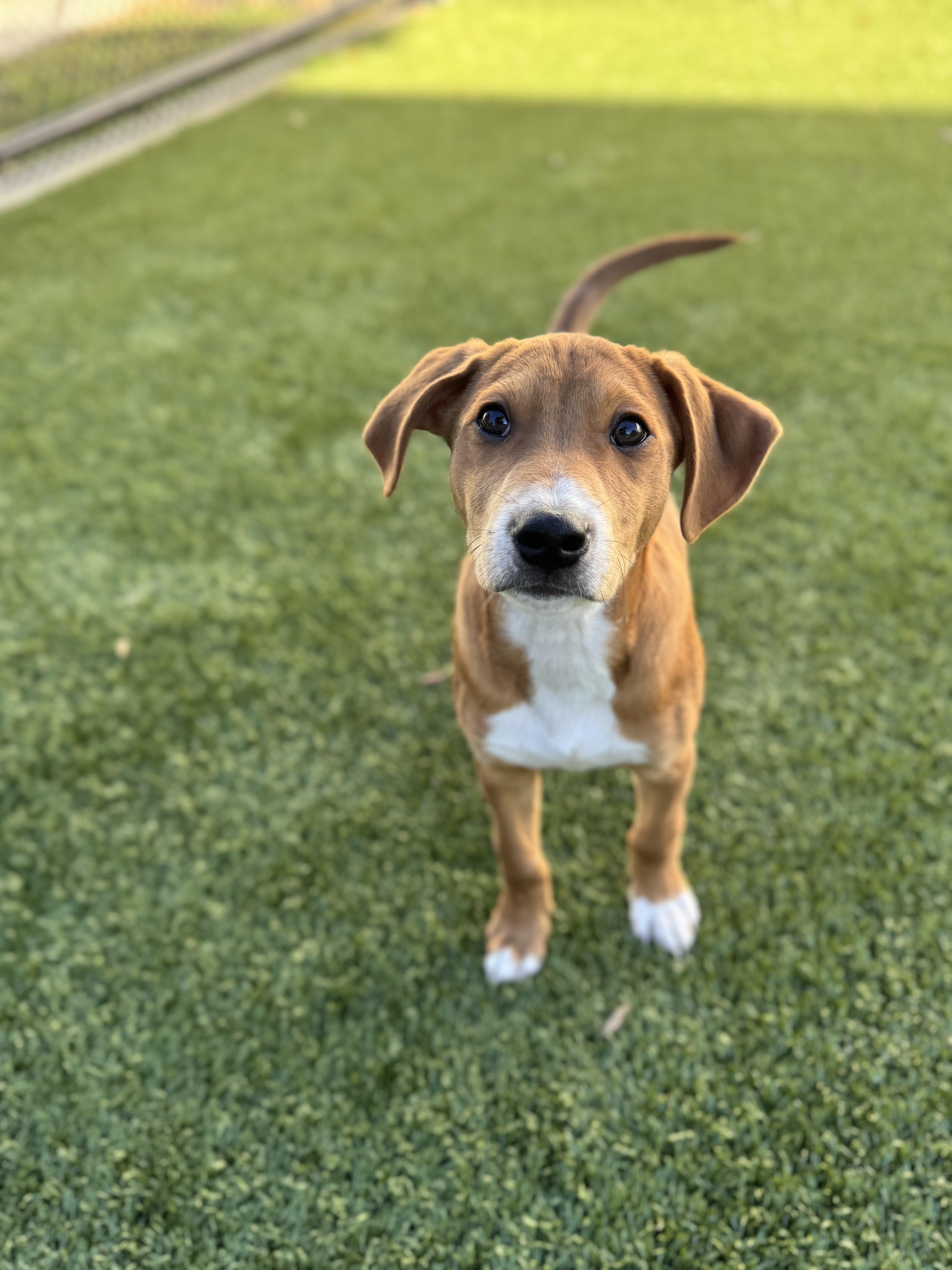 Larry, ADOPTABLE, Young Male Standard Schnauzer.