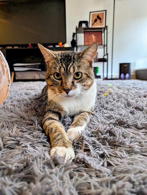 Enlarge Benny, a Adoptable Domestic Short Hair in Pittsburgh, PA image 3/4