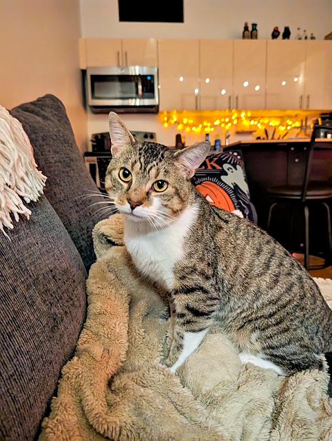 Enlarge Benny, a Adoptable Domestic Short Hair in Pittsburgh, PA image 4/4