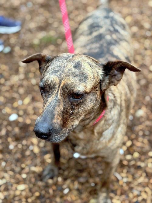 Enlarge Peanut Brittle, a Adoptable mixed breed in Sudbury, MA image 1/5