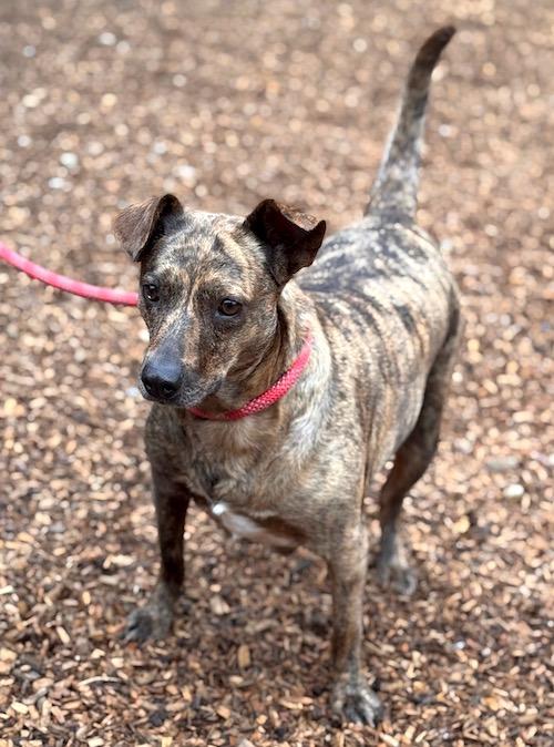 Enlarge Peanut Brittle, a Adoptable mixed breed in Sudbury, MA image 5/5