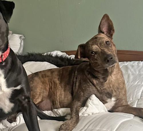 Enlarge Peanut Brittle, a Adoptable mixed breed in Sudbury, MA image 4/5