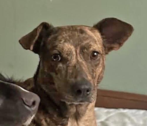 Enlarge Peanut Brittle, a Adoptable mixed breed in Sudbury, MA image 3/5