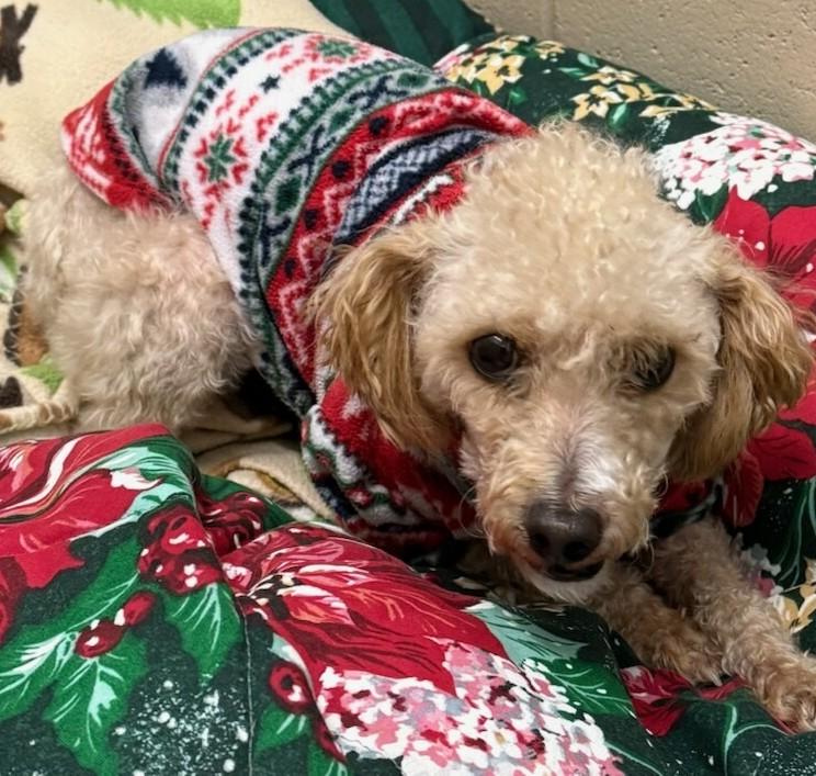 Rusty, a ADOPTABLE mixed breed in Mauston, WI image 1/2