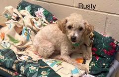 Rusty, a ADOPTABLE mixed breed in Mauston, WI image 2/2