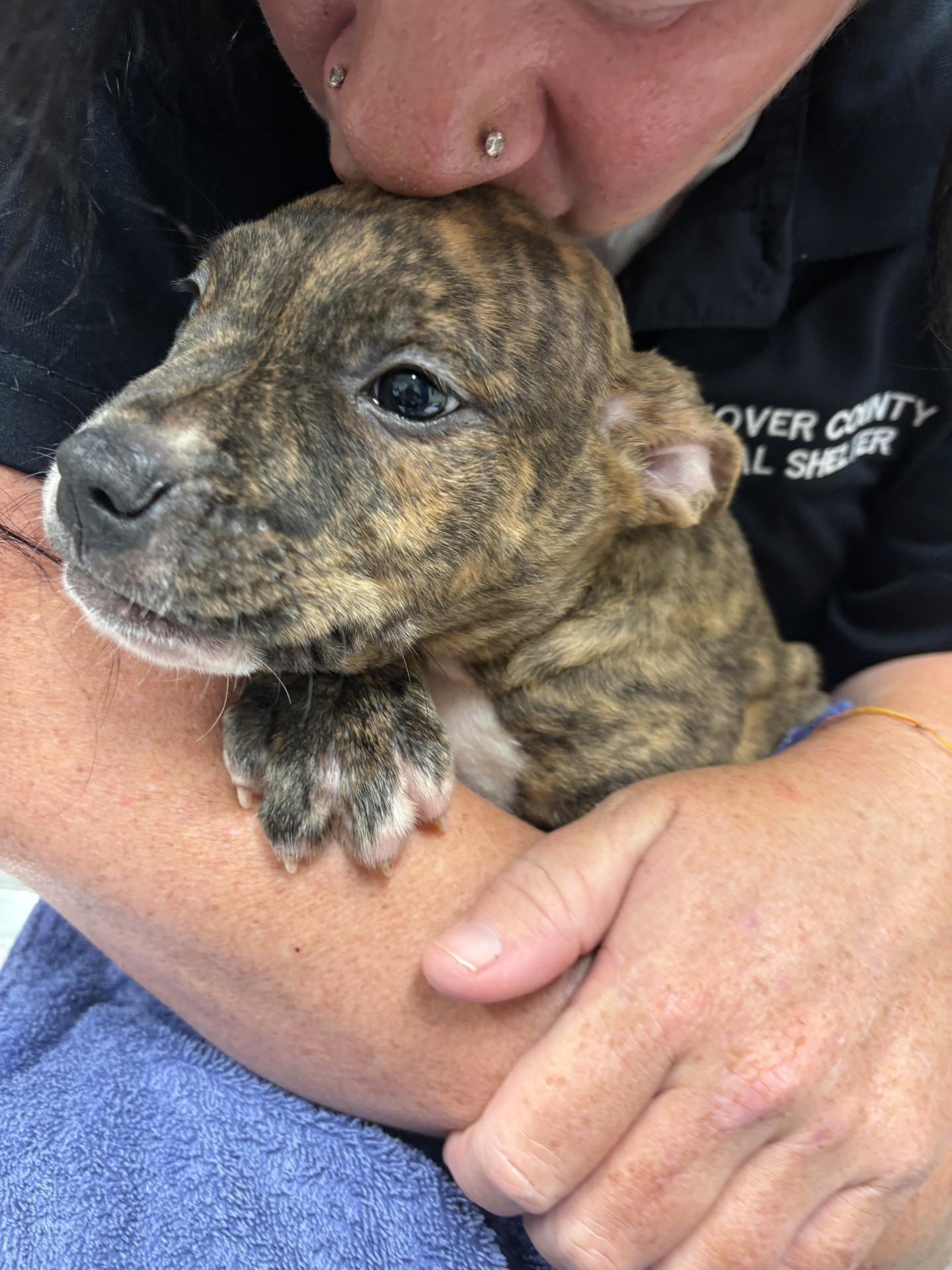 Maui, a ADOPTABLE mixed breed in Ashland, VA image 1/2