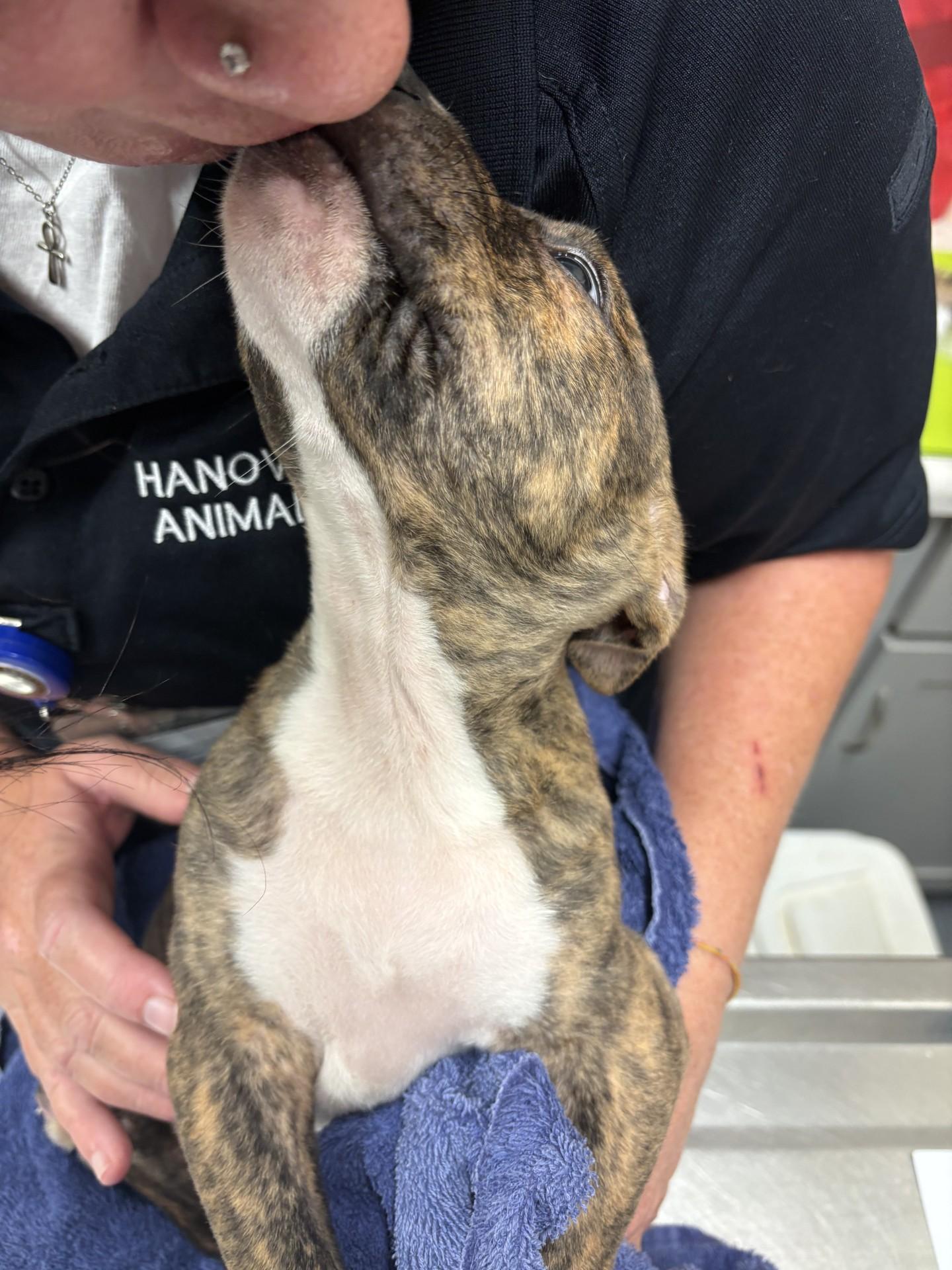 Maui, a ADOPTABLE mixed breed in Ashland, VA image 2/2