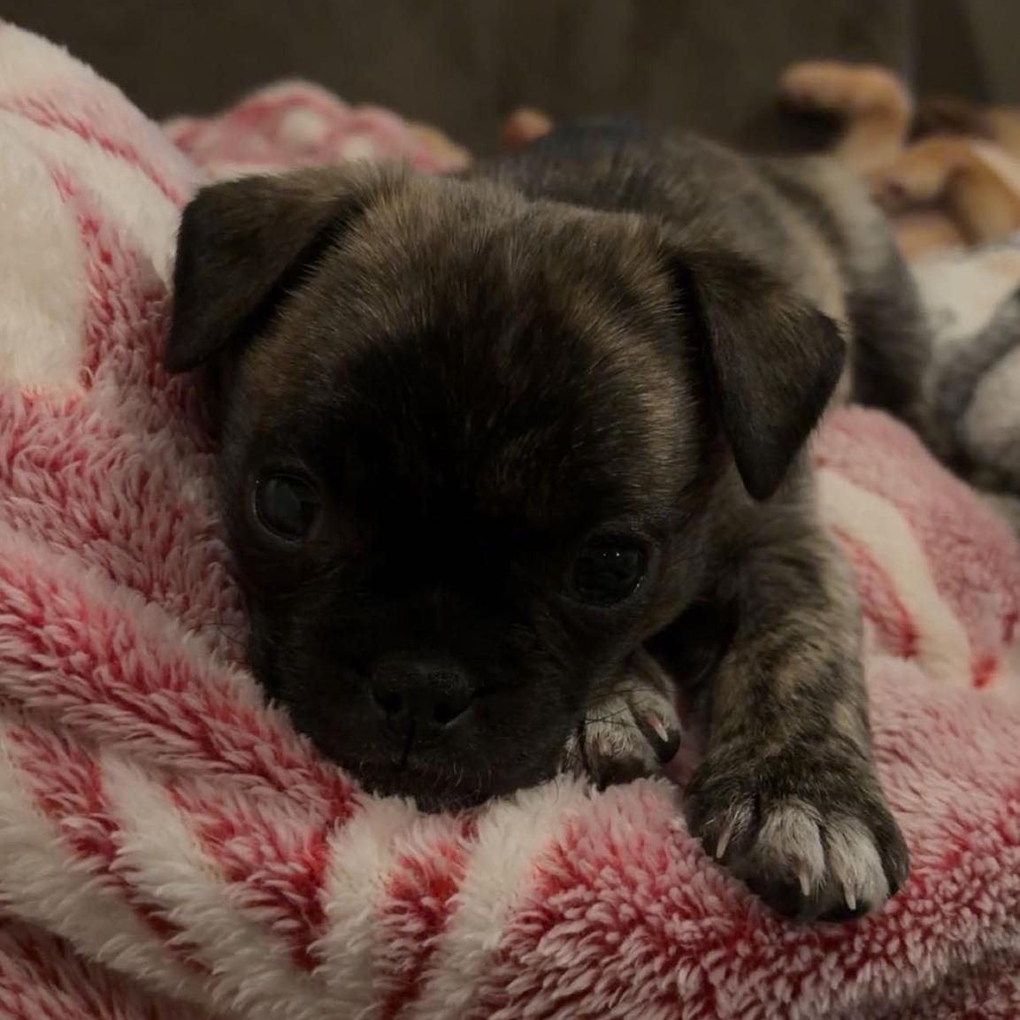 Enlarge Dallas, a ADOPTABLE mixed breed in Alma, MI image 2/3