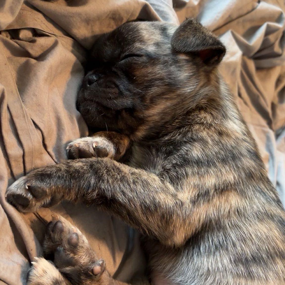 Enlarge Dallas, a ADOPTABLE mixed breed in Alma, MI image 3/3