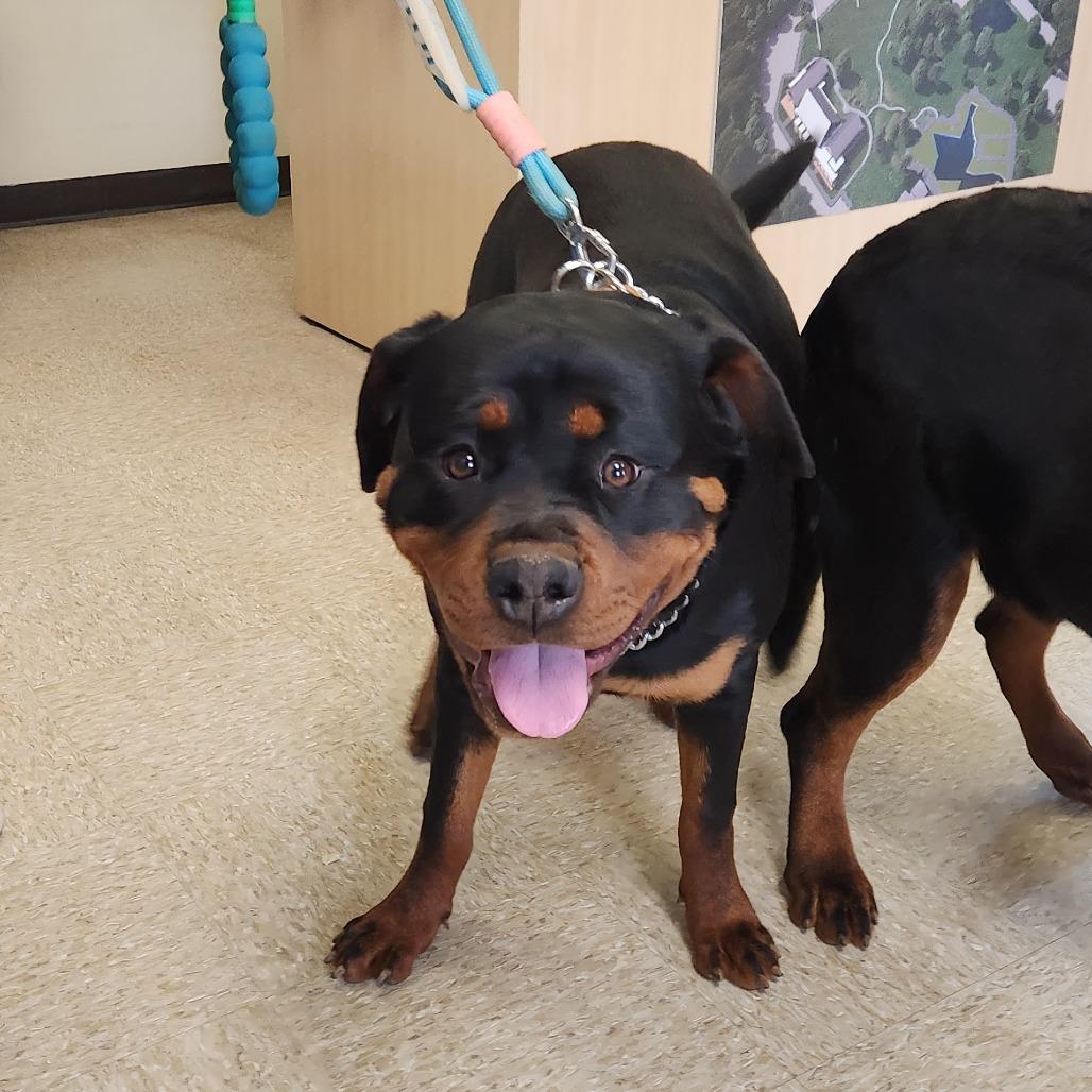 Milk Tea 2234 — thumbnail 2