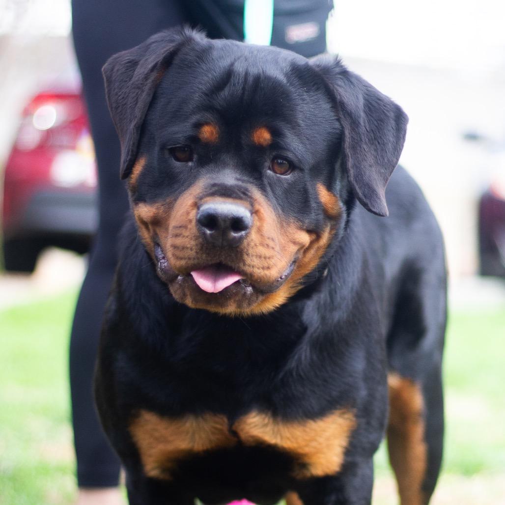 Milk Tea 2234 — thumbnail 3