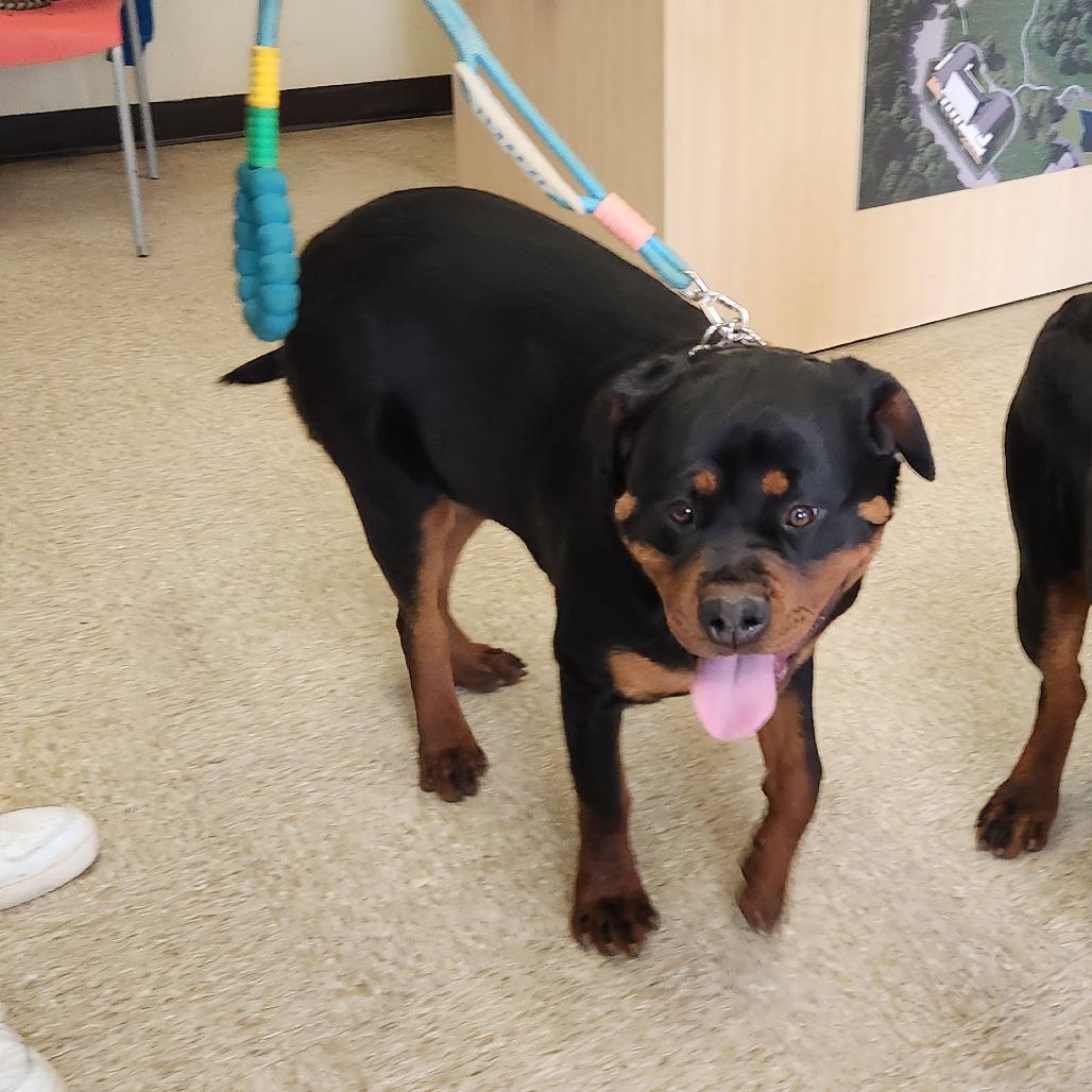 Milk Tea 2234 — thumbnail 5