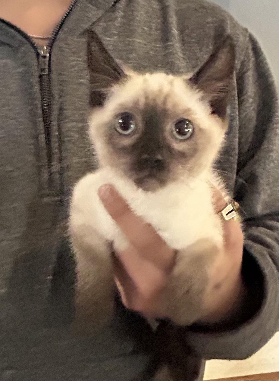 Enlarge Harpo Napa petco, a Adopted Siamese in Napa, CA image 1/1