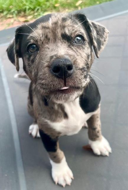 Keely, adopted, Puppy Female Catahoula Leopard Dog & Pit Bull Terrier.