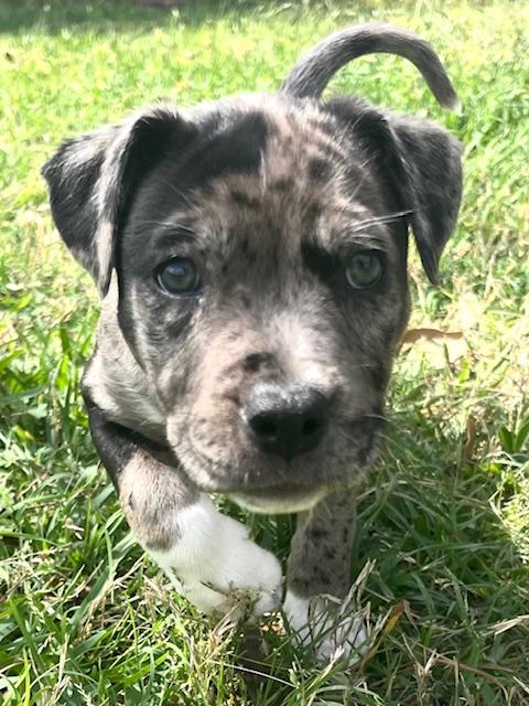 Enlarge Keely, an adopted mixed breed in Cypress, TX image 2/4