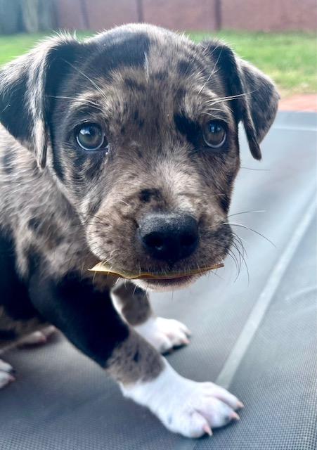 Enlarge Keely, an adopted mixed breed in Cypress, TX image 3/4