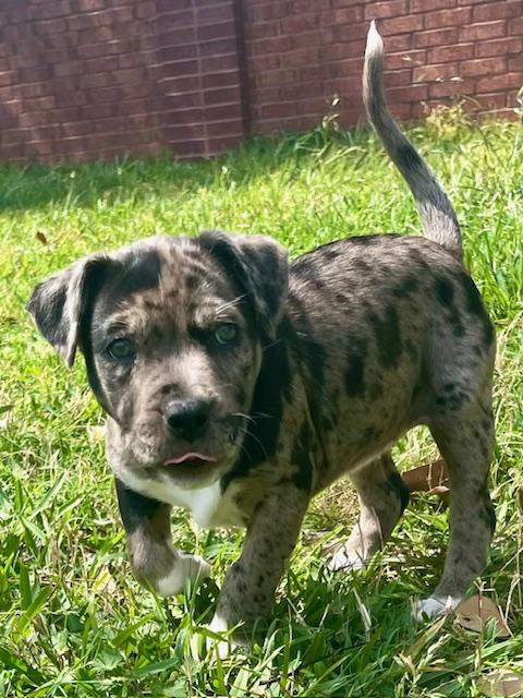 Enlarge Keely, an adopted mixed breed in Cypress, TX image 4/4