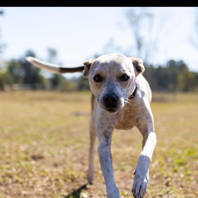 Freckles, a Adoptable mixed breed in Valdosta, GA image 3/5