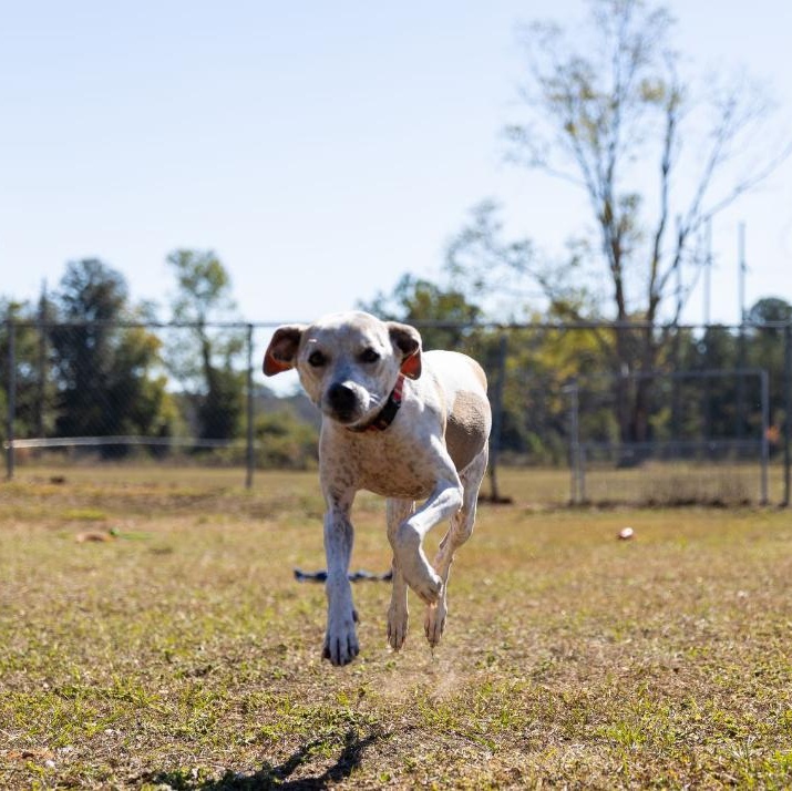 Freckles, a Adoptable mixed breed in Valdosta, GA image 4/5