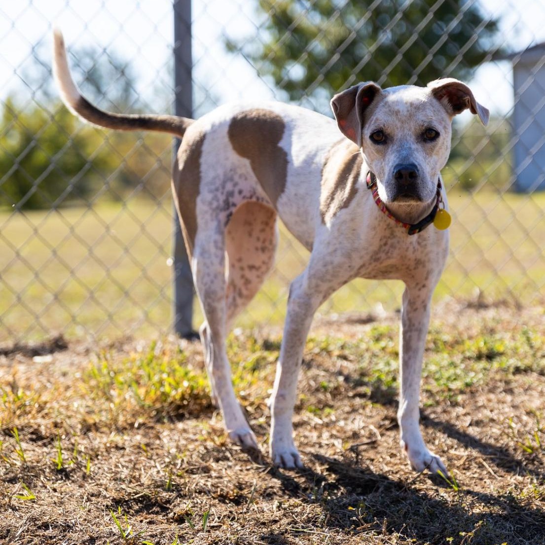 Freckles, Adoptable, Adult Female Bulldog & Pointer.