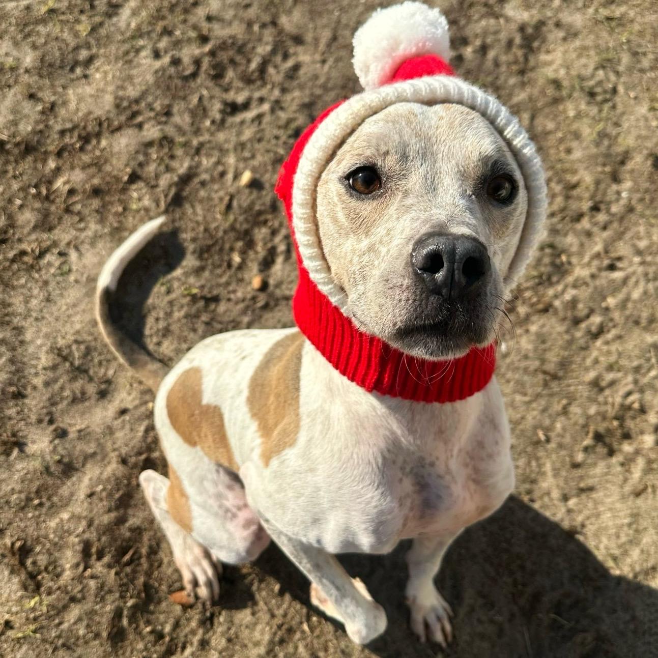 Enlarge Freckles, a Adoptable mixed breed in Valdosta, GA image 5/6