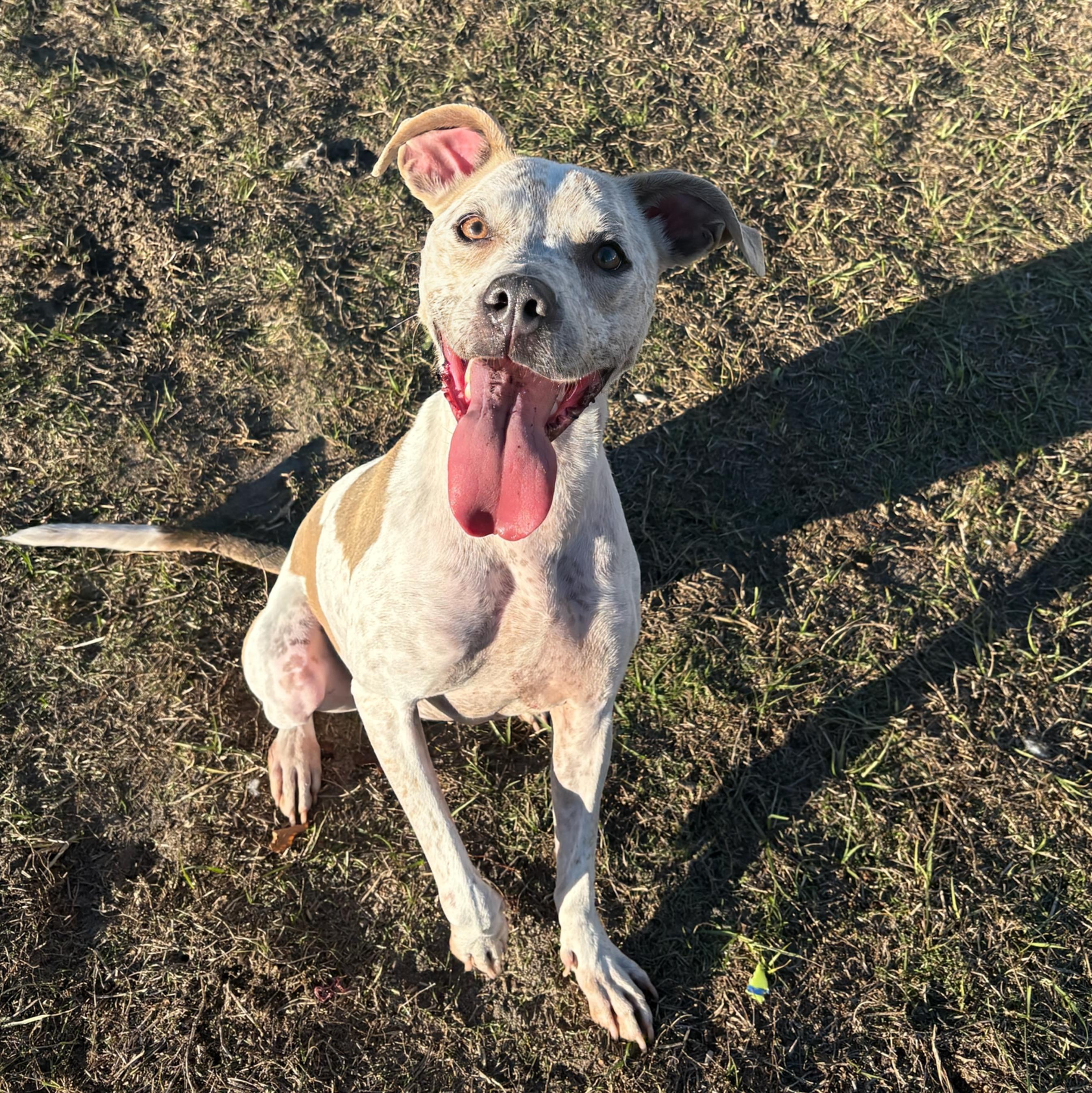 Enlarge Freckles, a Adoptable mixed breed in Valdosta, GA image 3/6