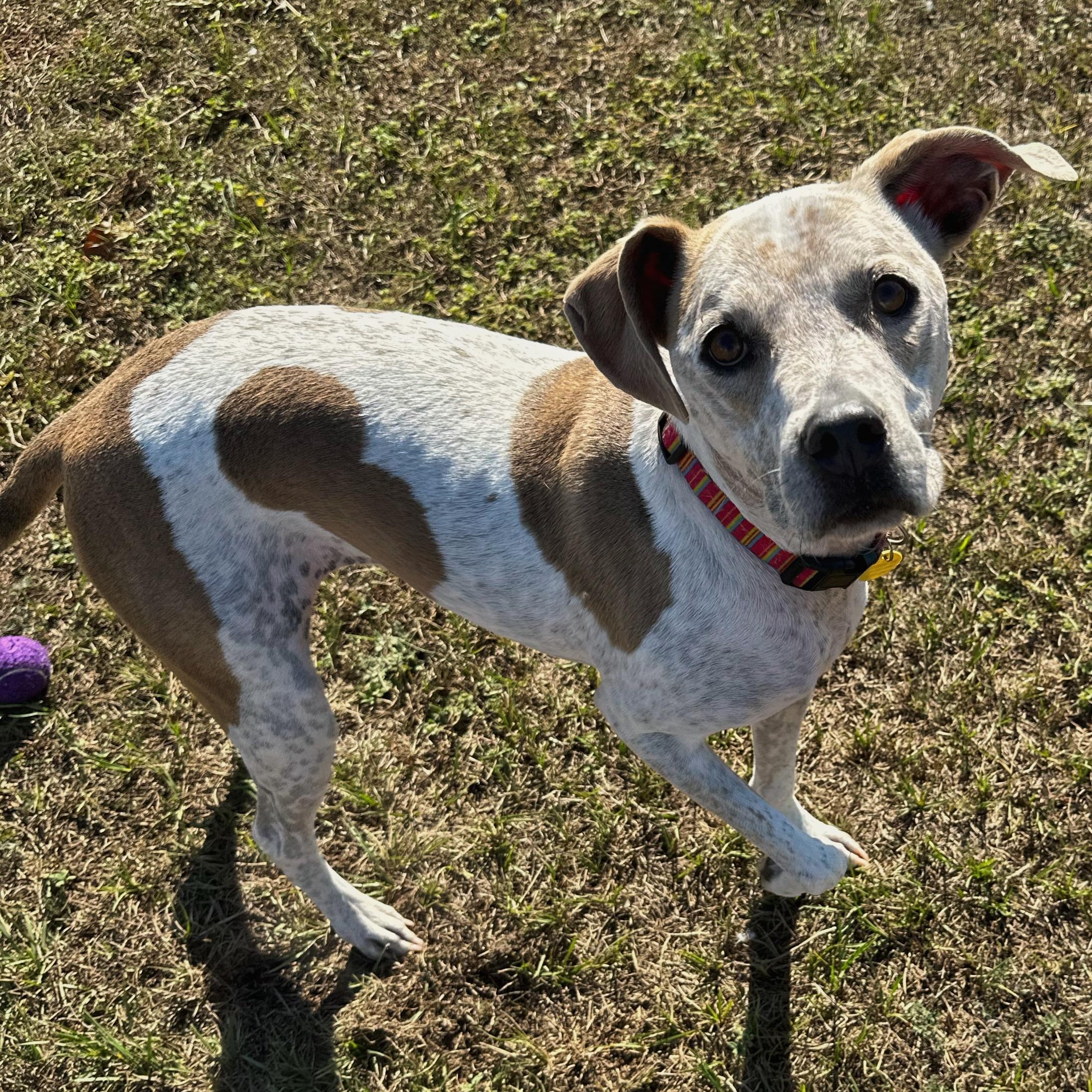 Freckles, a Adoptable mixed breed in Valdosta, GA image 5/5