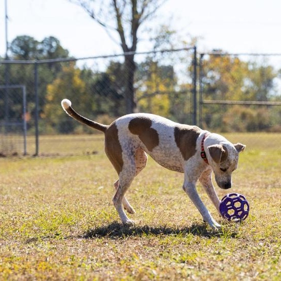 Freckles, a Adoptable mixed breed in Valdosta, GA image 2/5