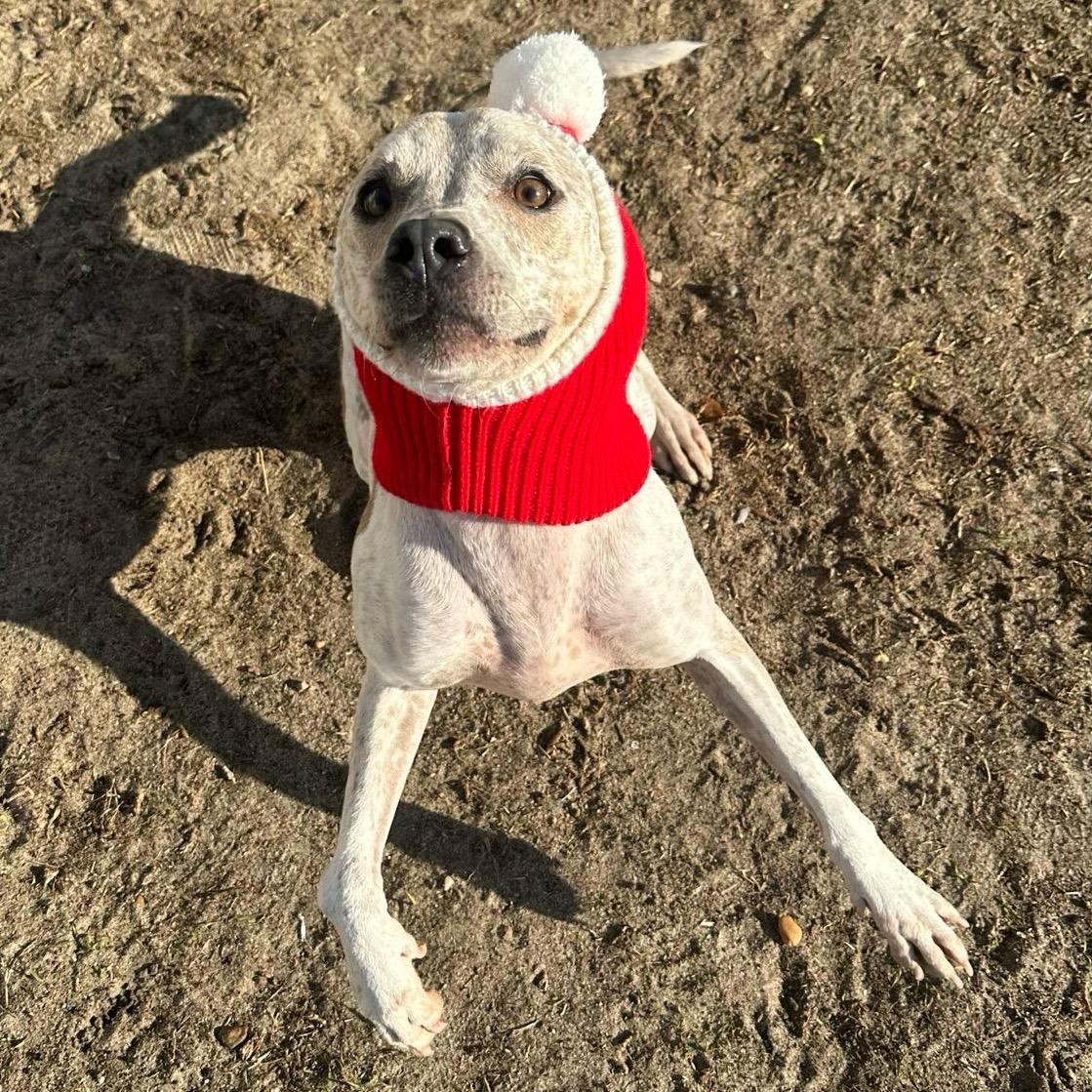 Enlarge Freckles, a Adoptable mixed breed in Valdosta, GA image 4/6