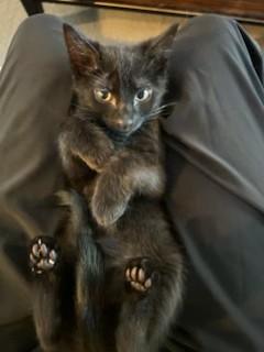 Oscar, Adopted, Kitten Male Bombay & American Shorthair.