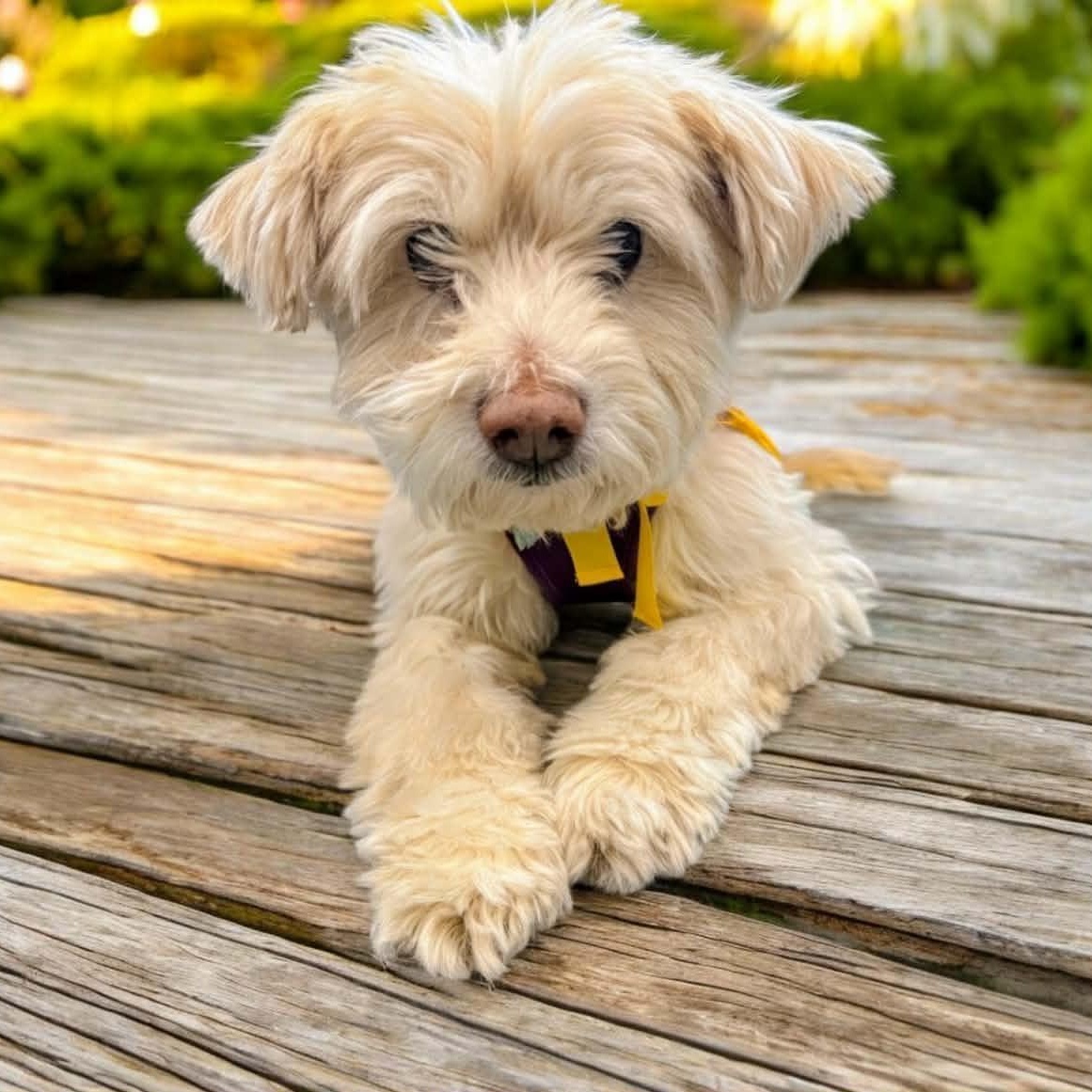 Misty, Adoptable, Senior Female Terrier.