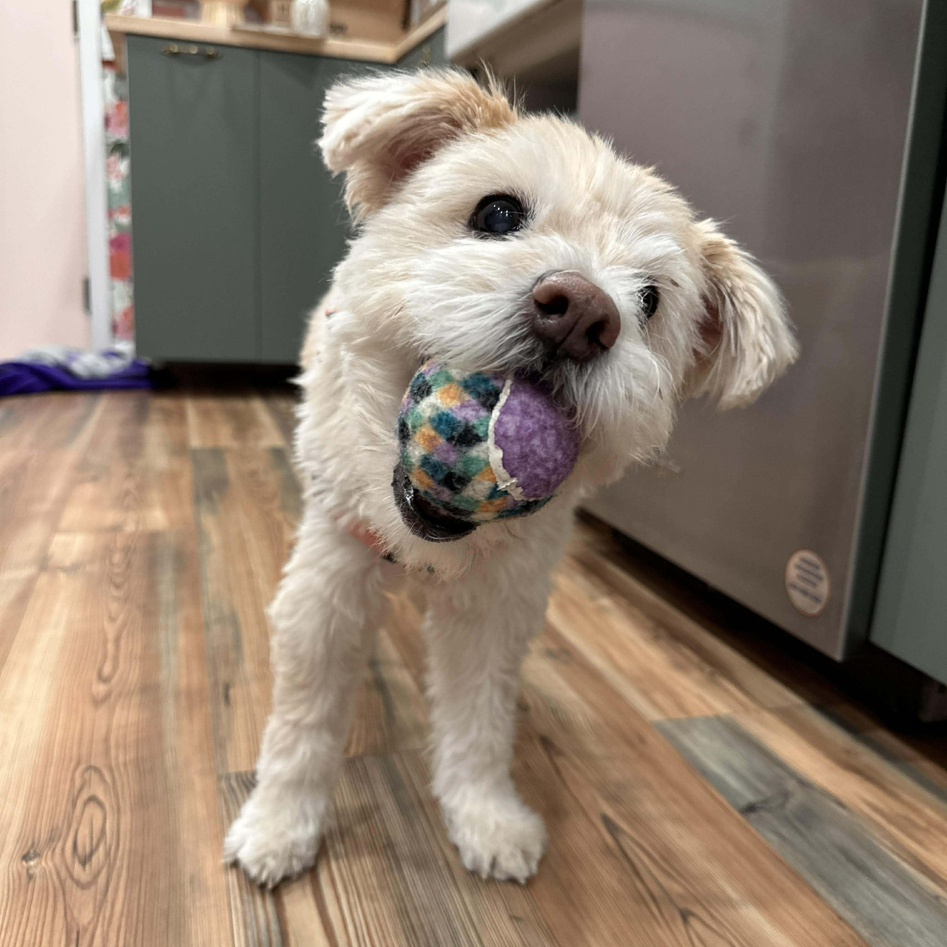 Enlarge Misty, a Adoptable mixed breed in Homer Glen, IL image 4/6