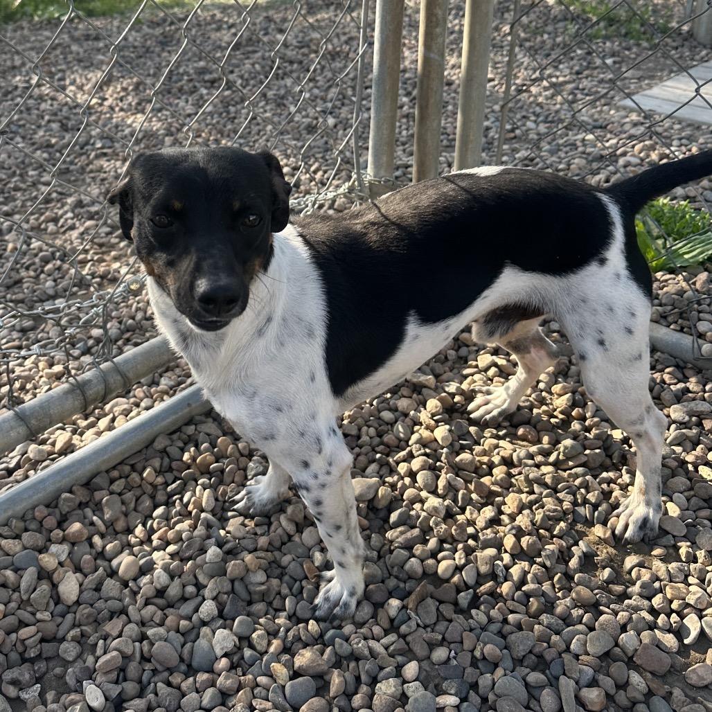 Watson, Adoptable, Adult Male Rat Terrier.