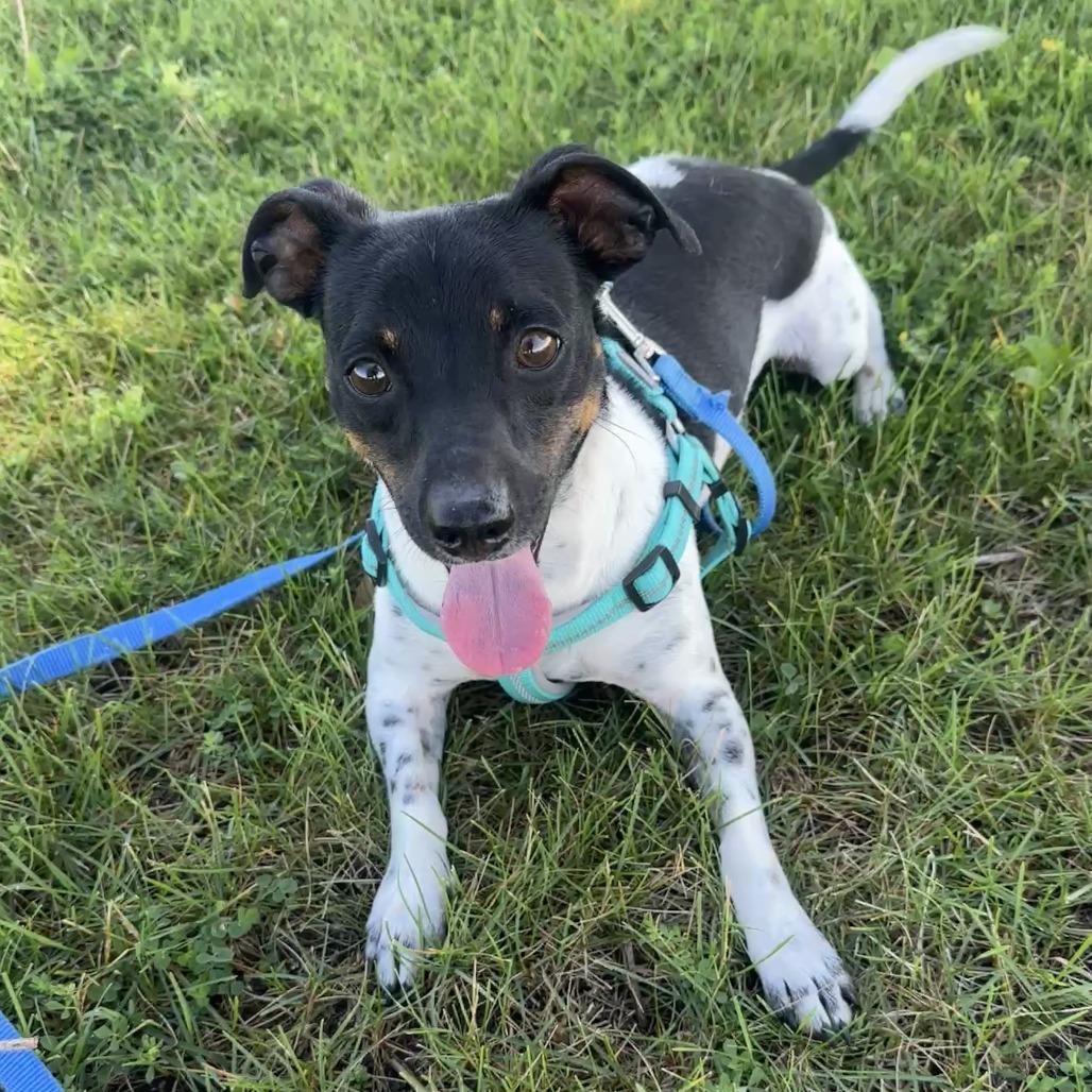 Watson, a Adoptable Rat Terrier in Chariton, IA image 2/6