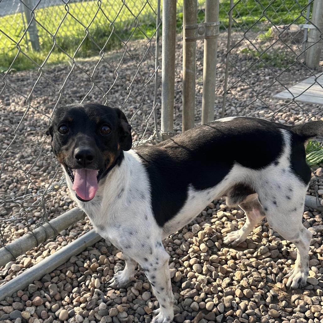 Watson, a Adoptable Rat Terrier in Chariton, IA image 3/6
